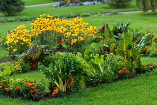 Pomysł na ozdobny warzywnik w ogrodzie: kwiaty i warzywa obok siebie