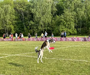 Latające psy na Cytadeli