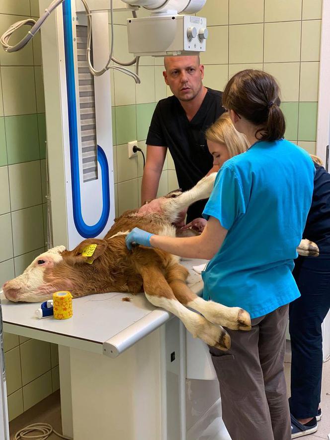 Cielak Pawełek musi nauczyć się chodzić [ZDJĘCIA