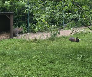 Zaglądamy do mieszkańców bydgoskiego ZOO. Kto mieszka w sercu Myślęcinka?