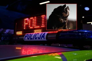 Agresywne psy zagryzły niewinnego człowieka? Śledczy badają wstrząsający wątek