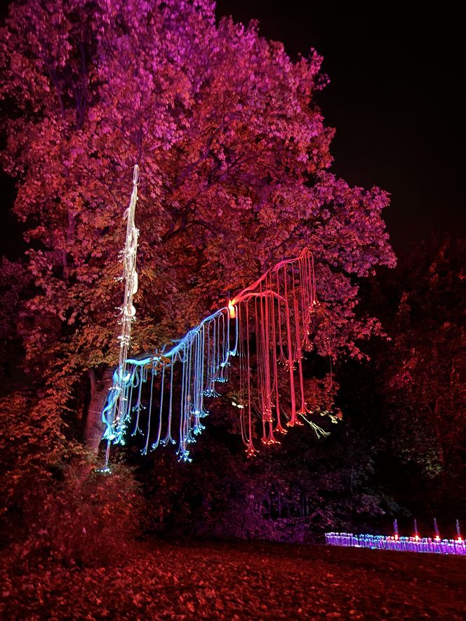 Otwarcie Lumina Parku w Poznaniu. Tegoroczne świecące miasteczko robi fenomenalne wrażenie!