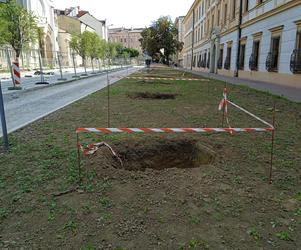 Nasadzenia drzew przy ulicy Piłsudskiego