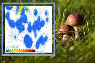 Czy na Podkarpaciu są już grzyby? Sprawdzamy