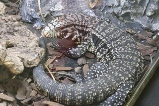 Targi Exotic Fest odbyły się w Poznaniu