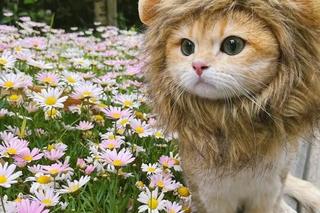 30 śmiesznych kotków, które poprawią Ci humor! Ta galeria roztopi każde serce 