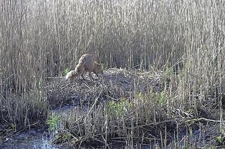 Zjadł dzieci na oczach rodziców