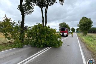 Porywisty wiatr na Podkarpaciu. Uwaga na silne wichury 