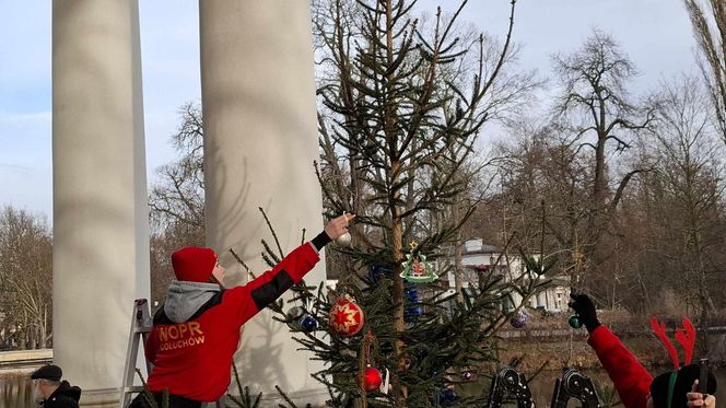 Udekorowana choinka stanęła na środku rzeki w Kaliszu