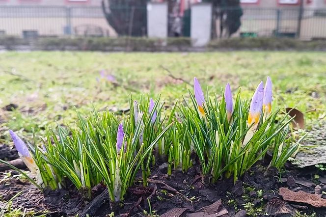 Pierwsze krokusy na Jasnych Błoniach