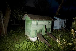 Sąd eksmituje moje pszczoły