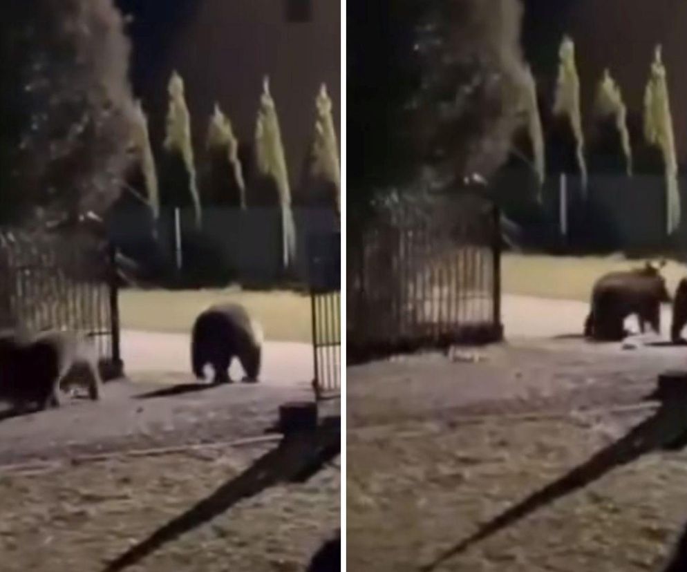 Niedźwiedzie grasują po podwórkach w Bieszczadach. Kolejne nagranie w sieci