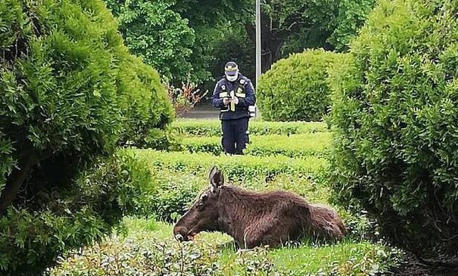 Łoś zjadł prawie wszystkie róże