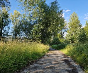 Park Centralny przed wielką zmianą! Zobacz, gdzie powstanie kąpielisko