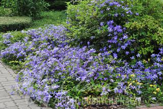 clematis-arabella