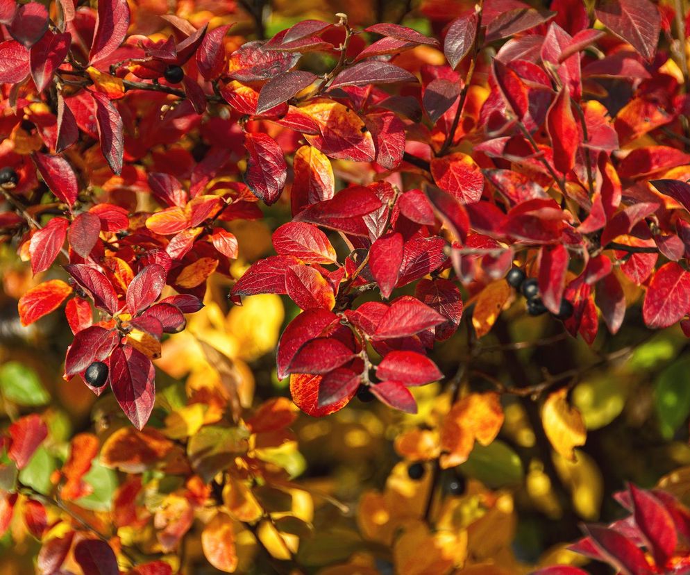 Irga błyszcząca – niezawodny krzew do każdego ogrodu!