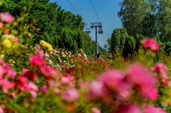 Rosarium w Parku Śląskim