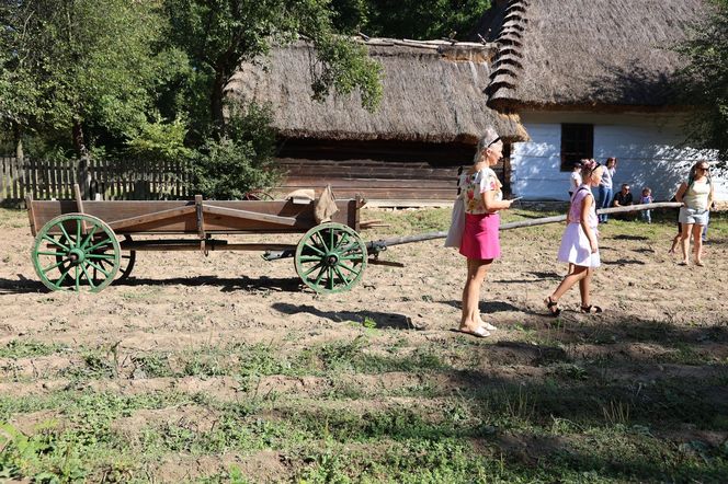 W skansenie w Lublinie pokazali, jak dawniej wyglądały wykopki kartoflane