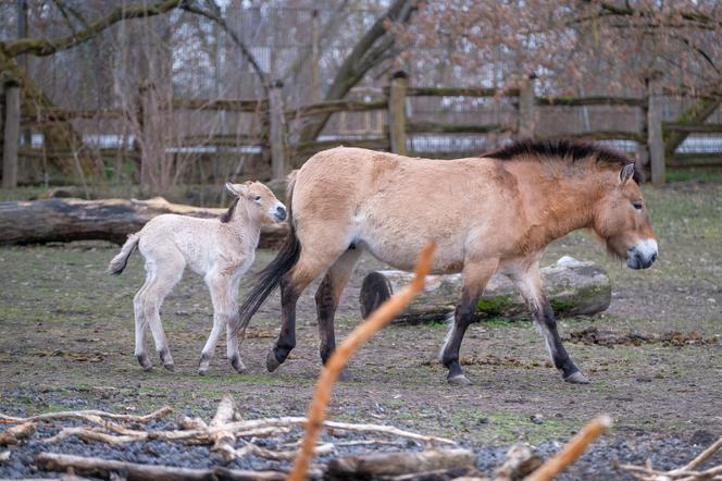 Klaczka konia Przewalskiego z matką Pimą w warszawskim ZOO