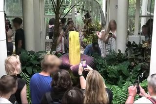 Dziwidło olbrzymie rozkwitło! Tłumy podziwiają śmierdzącego giganta