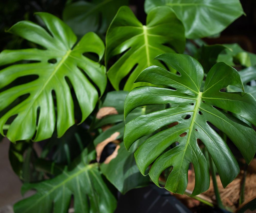 Monstera