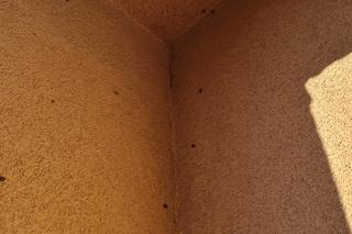 Atak azjatyckich biedronek w Krakowie