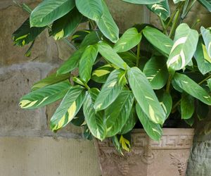 Ctenanthe - Ctenanthe oppenheimiana