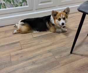 Pierwsza w Polsce kawiarnia z psami Corgi