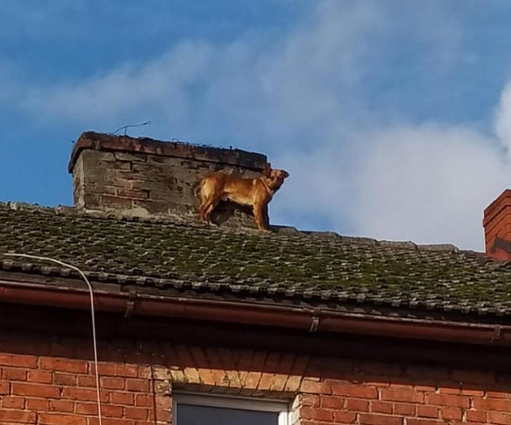 Pies utknął na dachu. Do zejścia strażacy przekonali go kiełbasą