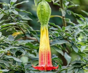 Niesamowita Datura. Zdjęcia