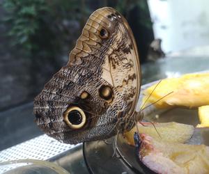 Kolorowa atrakcja w Palmiarni. Rozpoczyna się wystawa żywych motyli [ZDJĘCIA]