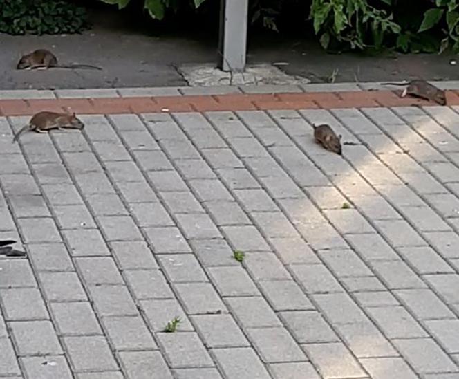 Plaga Szczurów na Międzynarodowej