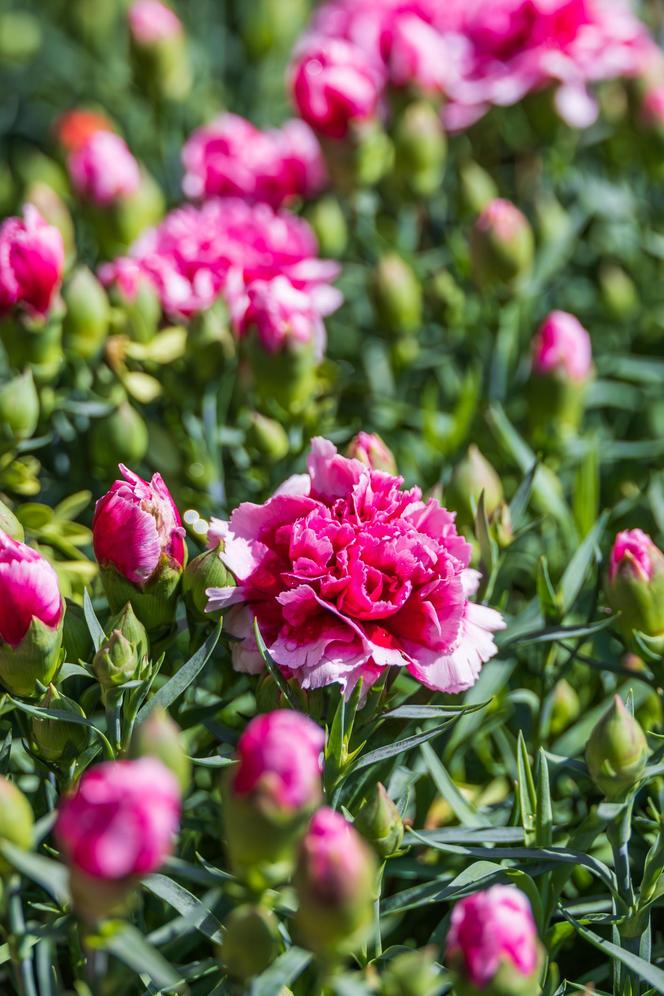 Goździk ogrodowy (Dianthus caryophyllus)