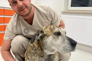 Weterynarze usuwali kamienie z żołądka Gai