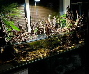 Studio Akwarystyki Aqua Dreams w Bydgoszczy to miejsce z wielką pasją