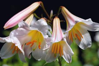Lilia królewska - Lilium regale