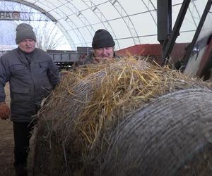 Rolnicy. Podlasie. Gienek i Sławek karmią zwierzęta.  A nie przestraszą się ciebie krowy?