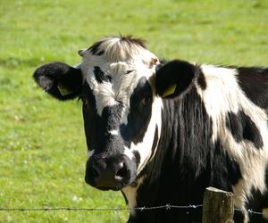Kalisz. Miał utuczyć ponad 100 krów, ale wolał je sprzedać. Mężczyzna usłyszał wyrok
