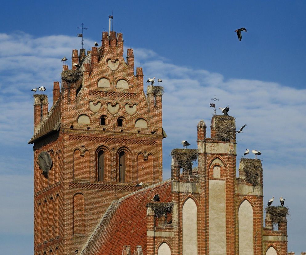 Lwowiec nazywany jest bocianią wioską. Wyjątkowa wieś w woj. warmińsko-mazurskim