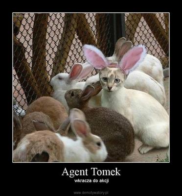 Memy: agent Tomek