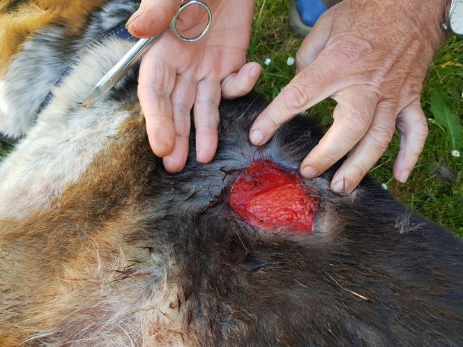 Dzik terroryzuje miasto