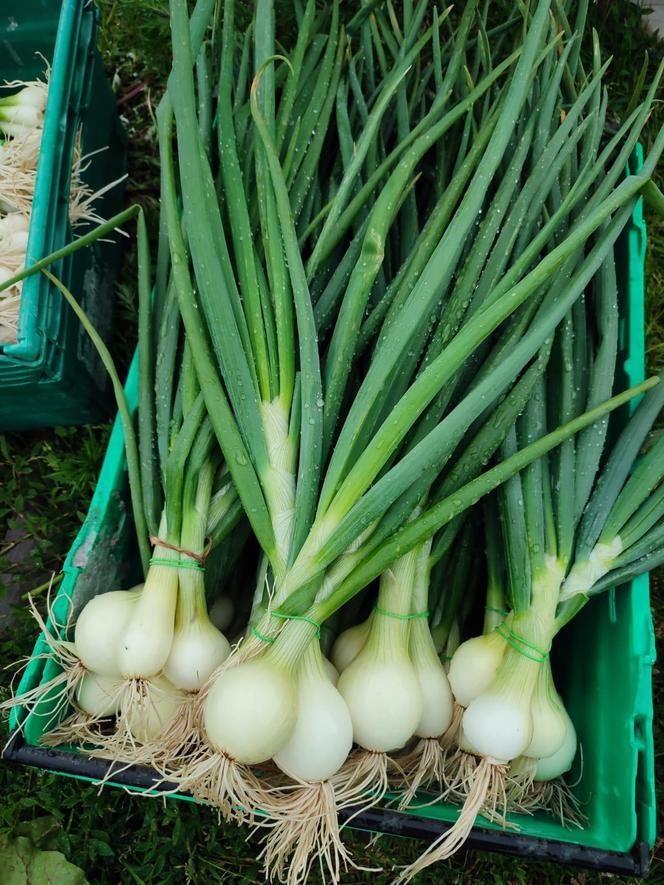 Możesz mieć warzywa prosto od rolnika spod Bydgoszczy i to z dostawą pod drzwi. „Takiej sałaty w marketach nie znajdziecie”