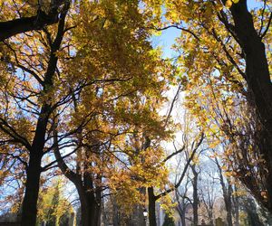 Słoneczna pogoda sprzyjała. 32. Kwesta Na Odnowę Zabytków Starego Cmentarza w Tarnowie