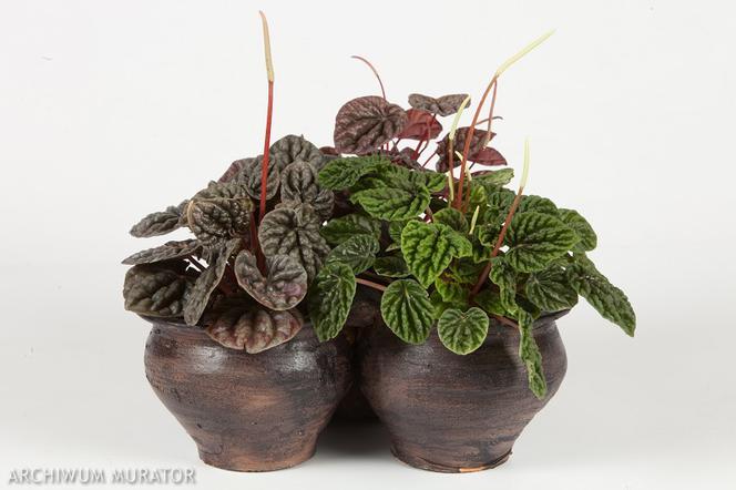Peperomia