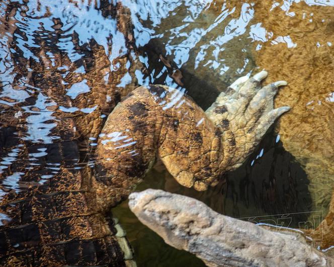 Te olbrzymy właśnie przyjechały do łódzkiego Orientarium. Robią wrażenie!