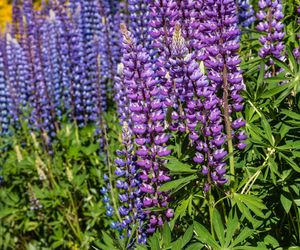 Łubin ogrodowy - Lupinus hybridus