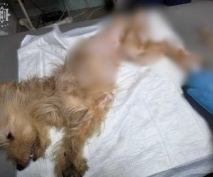 Horror 8 psów z Jaworzna. Właścicielce grozi więzienie