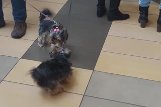 Miss i mister yorków w SCC