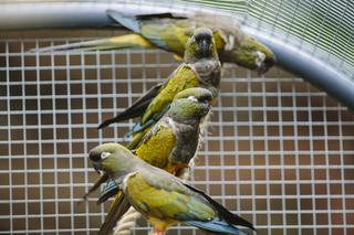 Papugi z łódzkiego zoo mają nową, przestronną i oszkloną wolierę