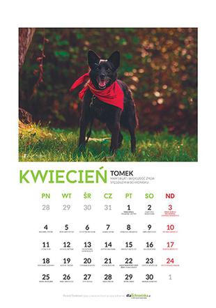 Kwiecień - kalendarz ze zwierzętami